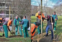 Tomašević poput Bandića sadi stabla, samo njegova koštaju 462 eura po komadu