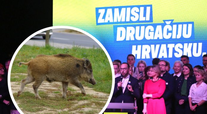 svinje